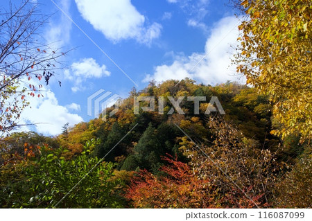 津嶽山麓的紅葉與天空 116087099