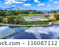 Rice fields create a traditional Japanese landscape 116087112