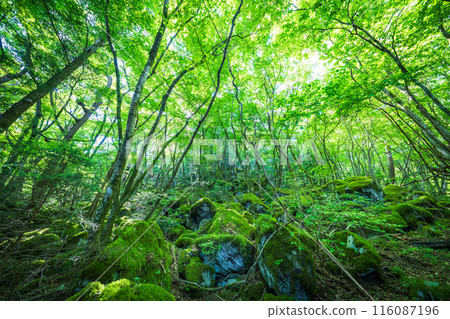 [苔蘚的名勝] Yamainudake [上勝町] 116087196