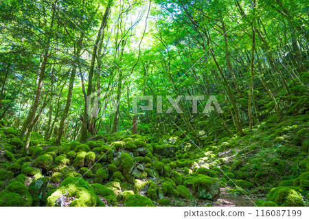 [苔蘚的名勝] Yamainudake [上勝町] 116087199