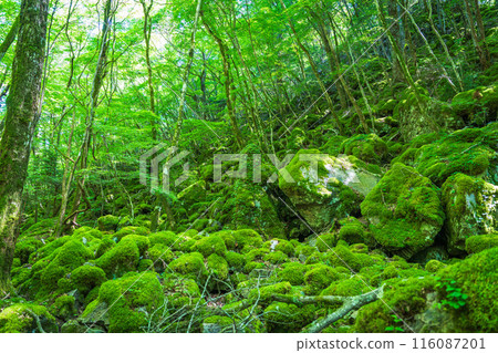 [苔蘚的名勝] Yamainudake [上勝町] 116087201