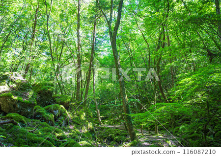 [Famous place for moss] Yamainudake [Kamikatsu Town] 116087210