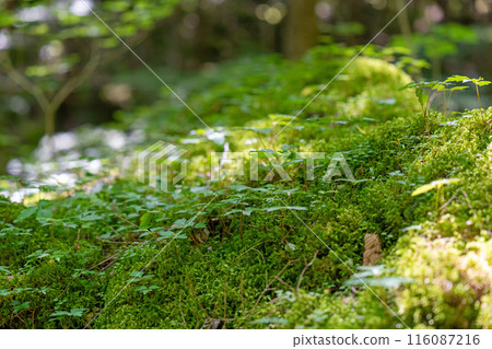 [Famous place for moss] Yamainudake [Kamikatsu Town] 116087216
