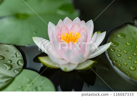 water lily flower wet in the rain 116087333