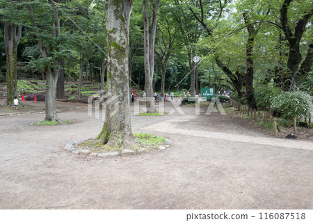 A deserted view of Inokashira Park A deserted view of Inokashira Park 116087518