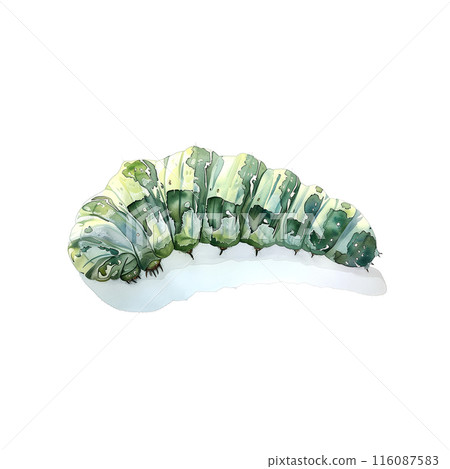 Watercolor illustration of a caterpillar on white background Watercolor illustration of a caterpillar on white background 116087583