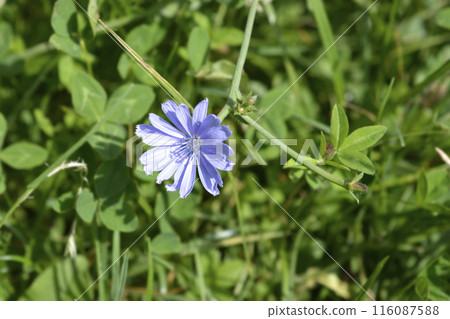 Wild chicory Wild chicory 116087588