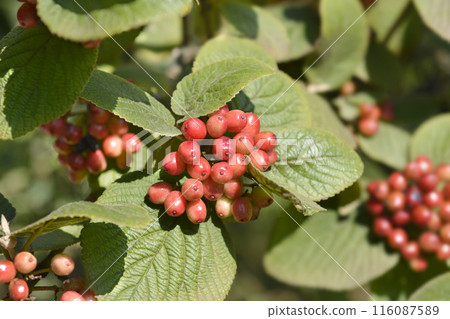 Wayfaring tree 116087589