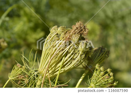 Toothpick bullwort Blutenball Toothpick bullwort Blutenball 116087590