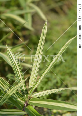 Dwarf white-striped Bamboo 116087591