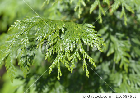 Western Red Cedar Western Red Cedar 116087615