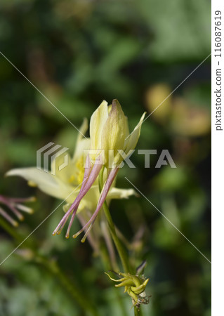 Columbine Earlybird Yellow 116087619