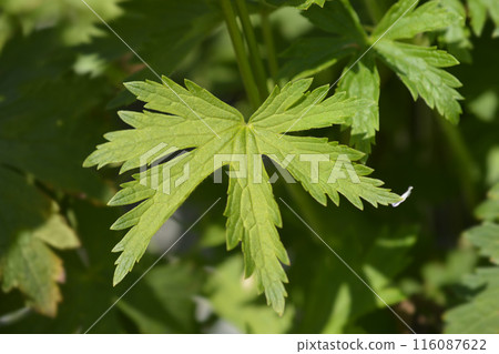 Bloody cranesbill Album 116087622