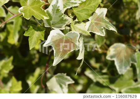 English Ivy Eva 116087629