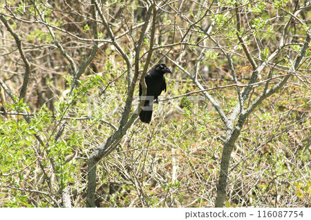 一隻烏鴉環顧四周 116087754