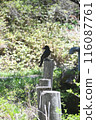 A crow posing on a log 116087761