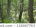 A wooded area where wild animals are likely to appear 116087763