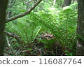 Dark forest with ferns 116087764