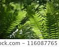 A forest of ferns casting shade 116087765