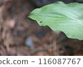 Worker ants and a large leaf 116087767