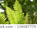 Fern leaves swaying in the wind 116087770