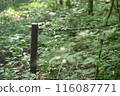Rusty chain and fence in the forest 116087771