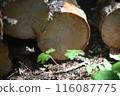 Pine tree rings 116087775