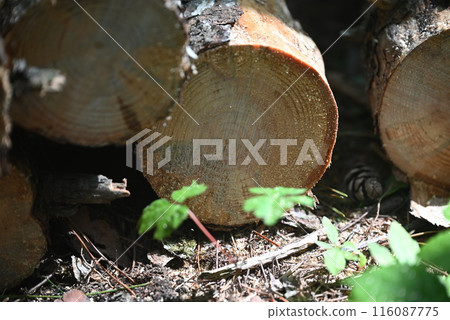 Pine tree rings Pine tree rings 116087775