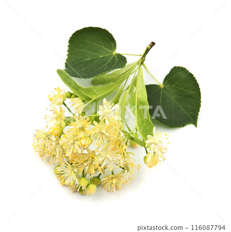 Linden flower tree on concrete backgrounds 116087794