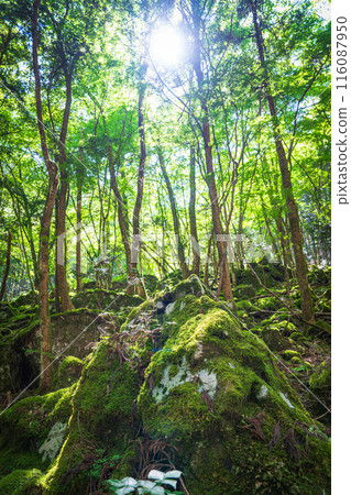 [苔蘚的名勝] Yamainudake [上勝町] 116087950