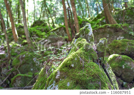 [Famous place for moss] Yamainudake [Kamikatsu Town] 116087951