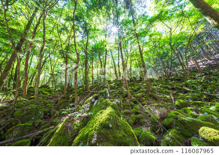 [Famous place for moss] Yamainudake [Kamikatsu Town] 116087965