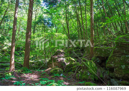 [Famous place for moss] Yamainudake [Kamikatsu Town] 116087969