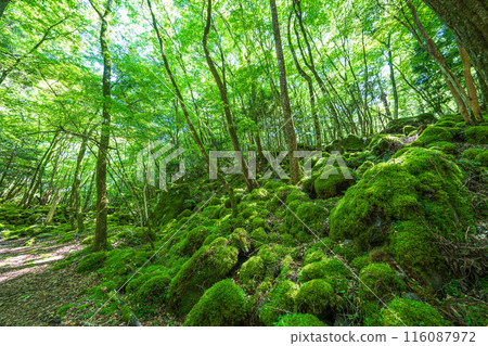 [苔蘚的名勝] Yamainudake [上勝町] 116087972