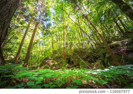 [Famous place for moss] Yamainudake [Kamikatsu Town] 116087977
