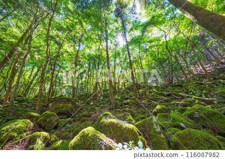[Famous place for moss] Yamainudake [Kamikatsu Town] 116087982