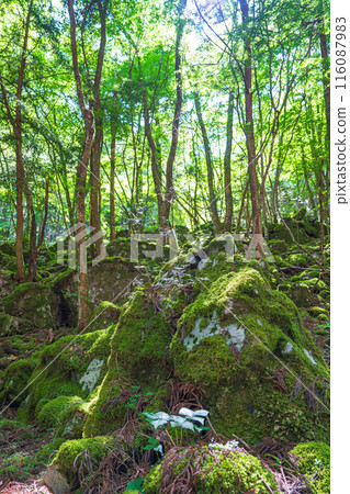 [Famous place for moss] Yamainudake [Kamikatsu Town] 116087983
