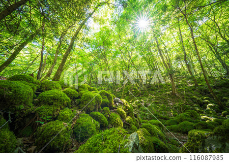 [苔蘚的名勝] Yamainudake [上勝町] 116087985