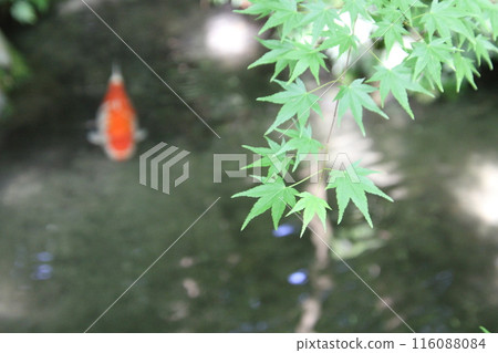 Rurikoin 116088084