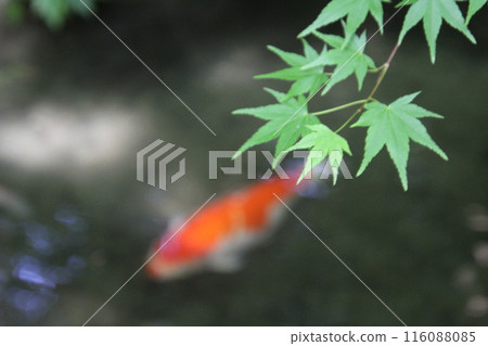 Rurikoin Rurikoin 116088085