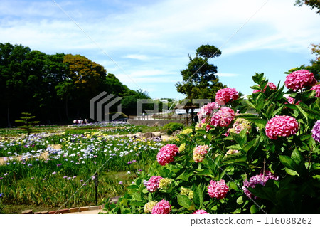 Red hydrangeas guarding the irises 116088262