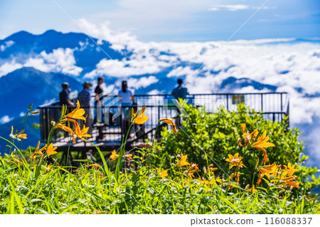 [Tochigi Prefecture] Tourists gaze upon the sea of clouds from the Komaruyama Observation Terrace in Nikko, Kirifuri Highlands, as the Hemerocallis day lilies bloom. 116088337