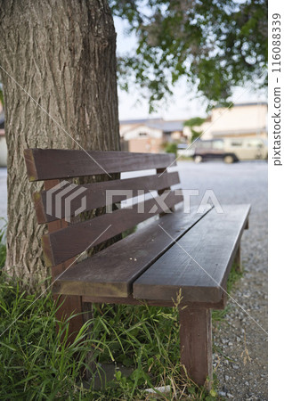 That bench and China tree vertical composition 8 116088339