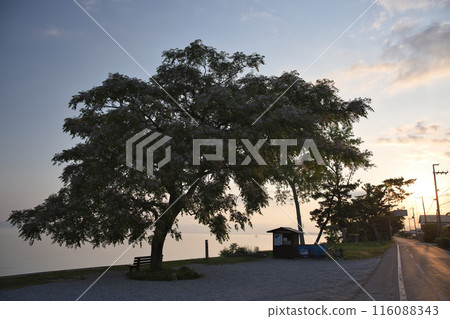 That bench and the shores of Lake Biwa at sunrise - Horizontal composition 9 That bench and the shores of Lake Biwa at sunrise - Horizontal composition 9 116088343