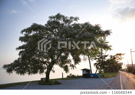 那條長椅和日出時的琵琶湖岸邊，水平構圖 10 116088344