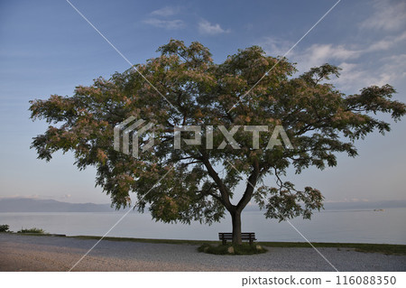 That bench and the shores of Lake Biwa at sunrise - Horizontal composition 14 116088350