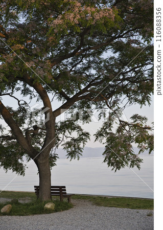 That bench and the shores of Lake Biwa at sunrise: vertical composition 6 That bench and the shores of Lake Biwa at sunrise: vertical composition 6 116088356