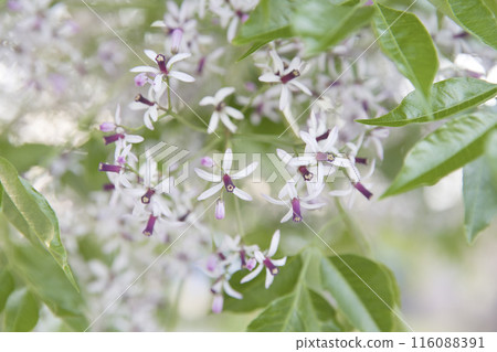 梅花水平構圖 5 116088391