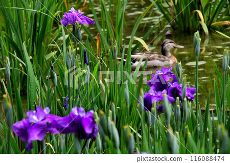 城北公園菖蒲花園 菖蒲與鴨子 城北公園菖蒲花園 菖蒲與鴨子 116088474