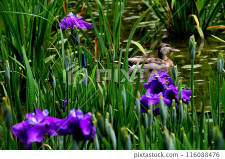 城北公園菖蒲花園 菖蒲與鴨子 城北公園菖蒲花園 菖蒲與鴨子 116088476